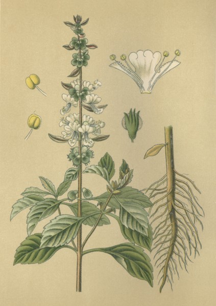 Medicinal plant Basil