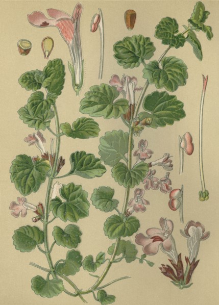 Medicinal plant Ground-ivy