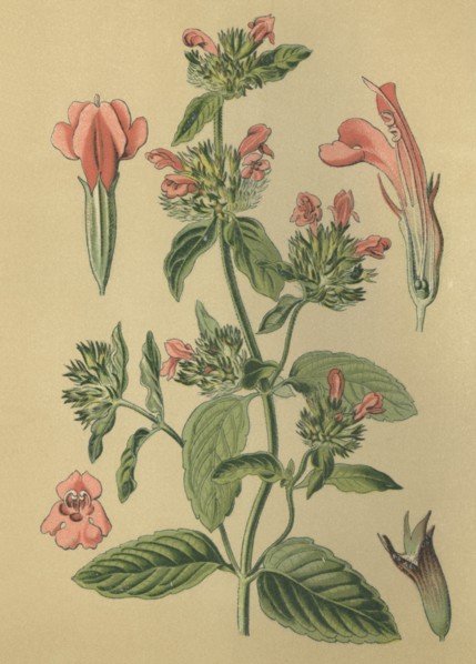 Medicinal plant Common Savory