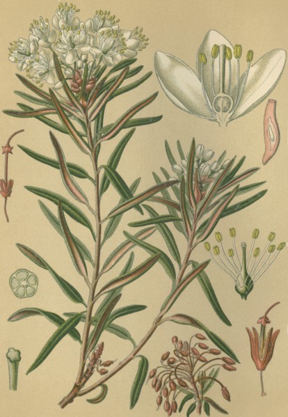Medicinal plant Rhododendron tomentosum