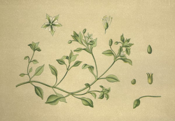 Medicinal plant chickweed