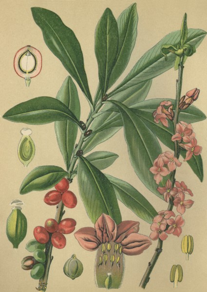 Medicinal plant February daphne