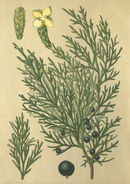 Medicinal plant Sabine