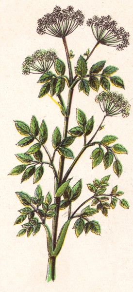 Medicinal plant