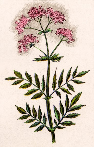 Medicinal plant
