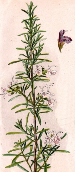 Medicinal plant