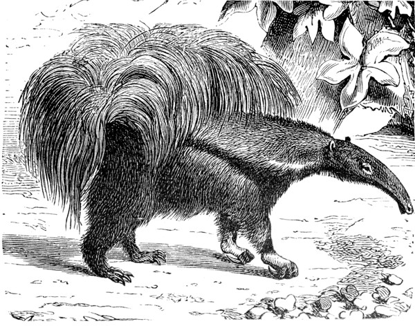 giant anteater