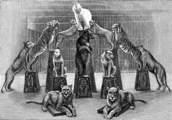 tamed predators from the Hagenbeck circus