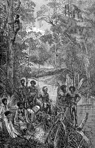 Australian natives climbing a eucalyptus tree