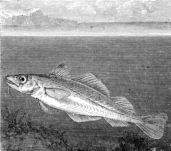 Atlantic cod  /  Atlantischer Kabeljau oder Dorsch