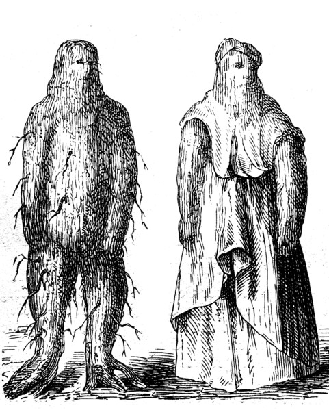 Mandrake male