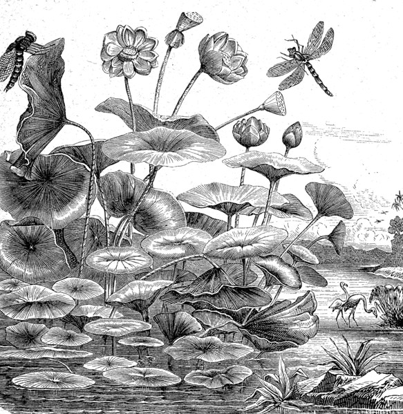 Indian lotus flower