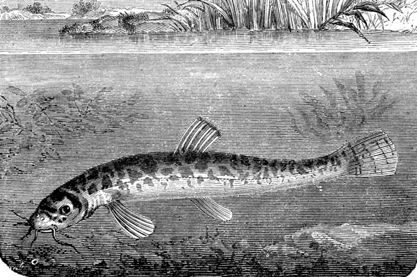 stone loach