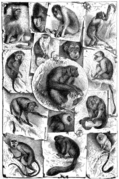 Different species of monkeys on a picture tableau from an encyclopedia from 1880