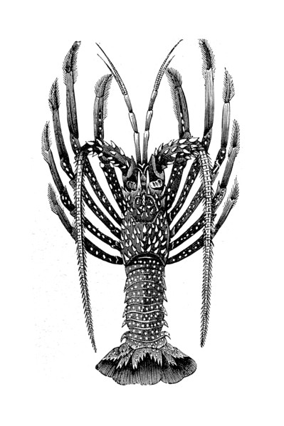 Spiny lobsters