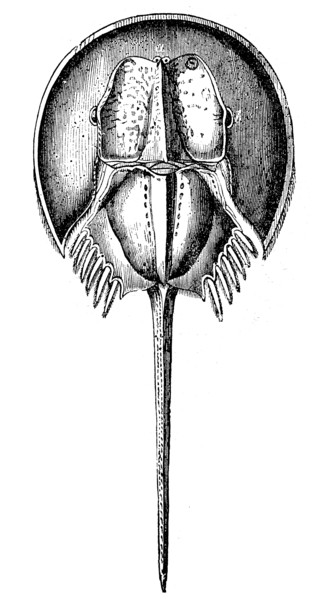 Horseshoe crab