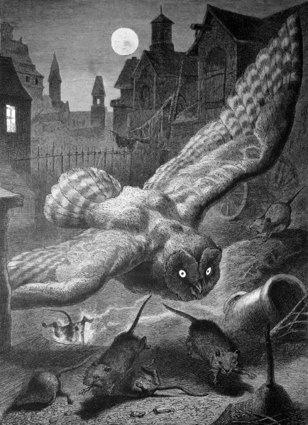 Owl on the nocturnal hunt for mice