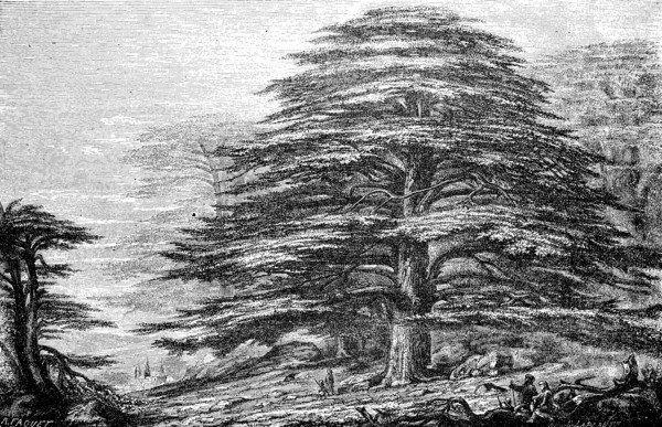 Giant cedar