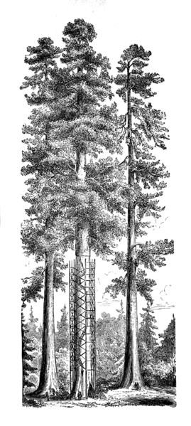 The mammoth spruce Sequia gigantea in California