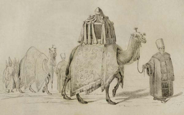 Sacred camel and camel of respect.