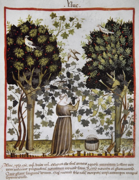 Grape harvest.