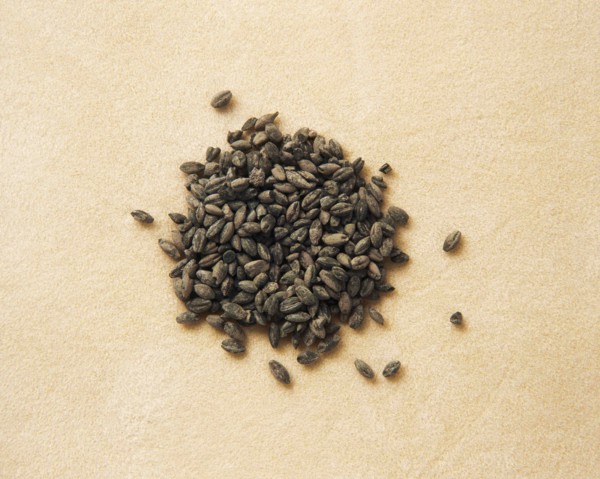 Charred wheat.