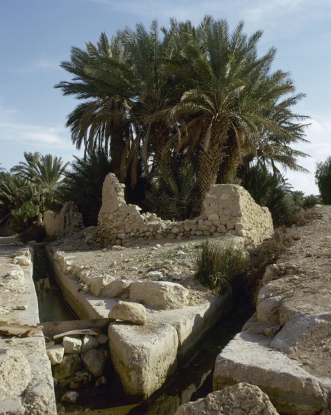 The Oasis of Palmyra.