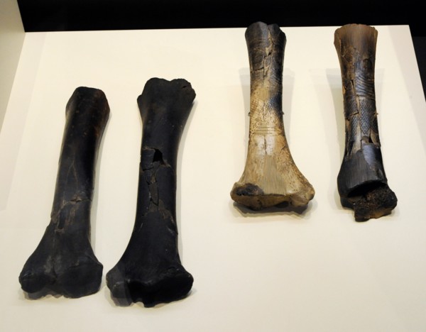 Long bones for the elaboration of ocular idols
