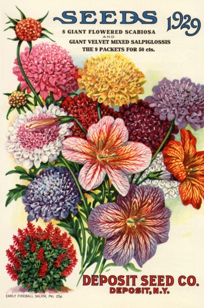 Variety of Flowers