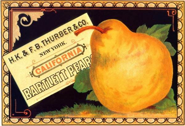 Pear Advertisement