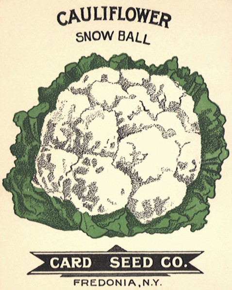 Cauliflower Seed Packet