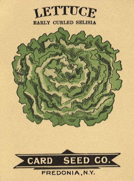 Lettuce Seed Packet