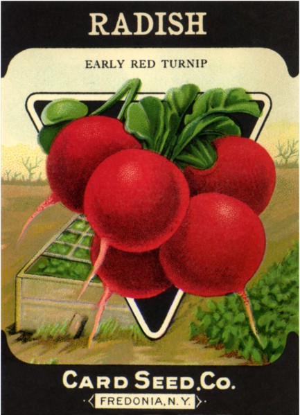 Radish Seed Packet
