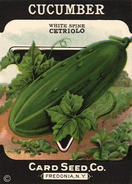 Cucumber