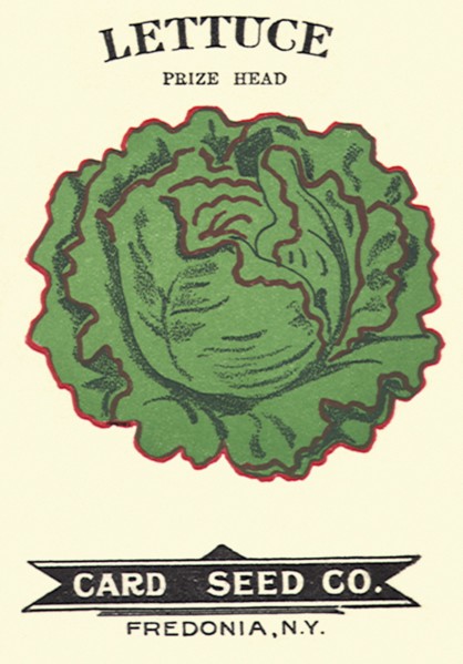 Lettuce