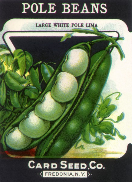 Pole Beans