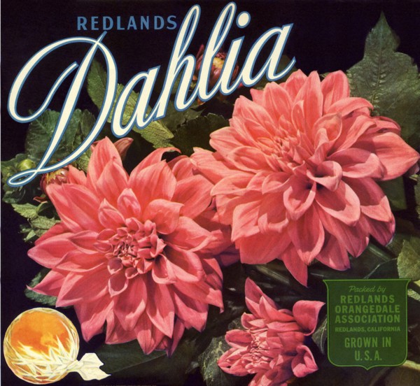 Redlands Dahlia