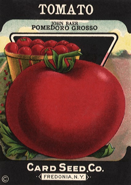 Tomato