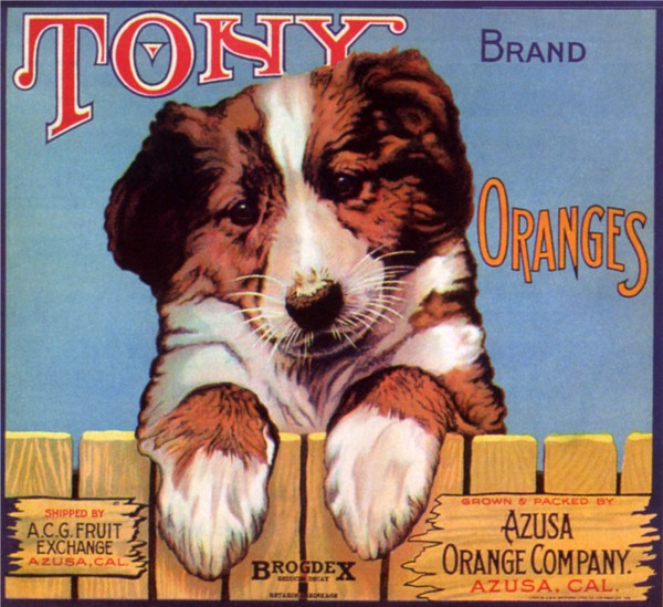 Tony Brand