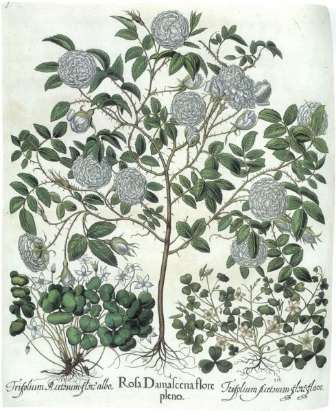 Flowering Plants