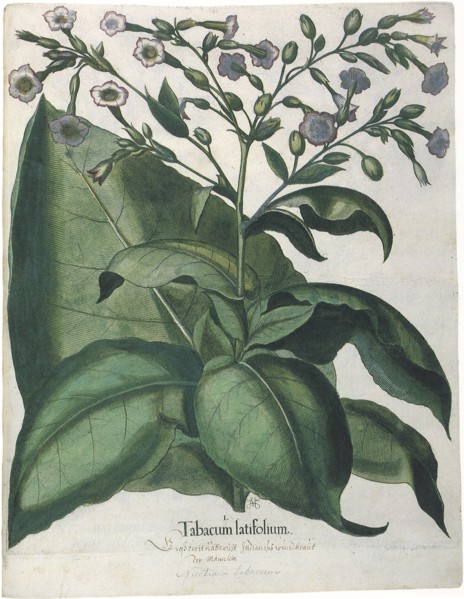 Tobacco Plant