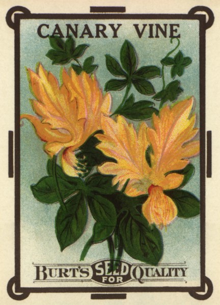 Canary Vine Seeds
