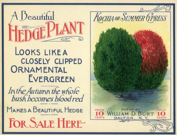 Green and Red Hedge Plant