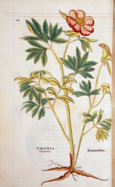 Hand-colored woodcut of the poeny plant, showing the stalks, leaves, flowers, bulbs, and roots circa 1542.