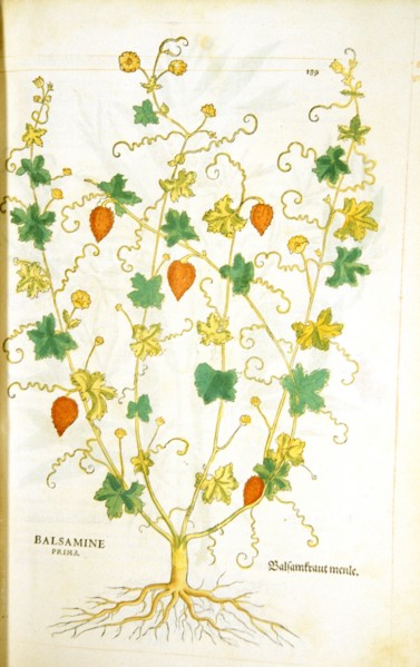 Balsamine prima / Balsamkraut menle - Hand-colored woodcut of the balsam plant circa 1542  .