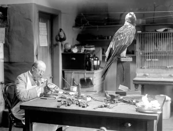 N.R. Wood of Smithsonian Institution Mounting Birds circa 1916.