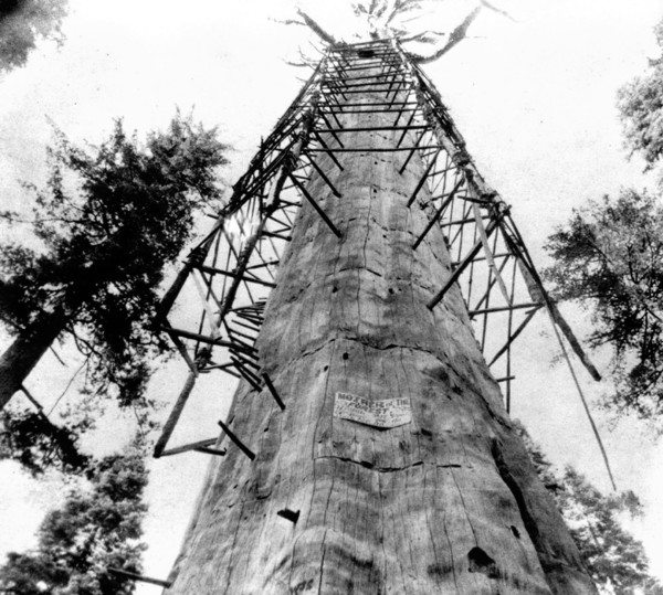 California History - The Mother of the Forest, 305 ft high giant tree; 63 ft circumference--near view - Calaveras County circa 1866.