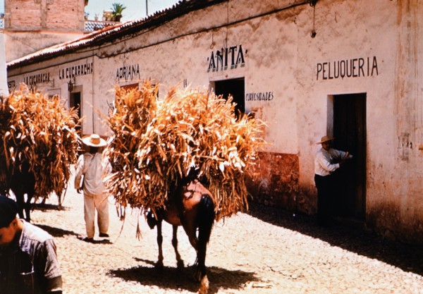 Horses carrying crops down a cobblestone street in a village in Mexico circa 1950-1955.