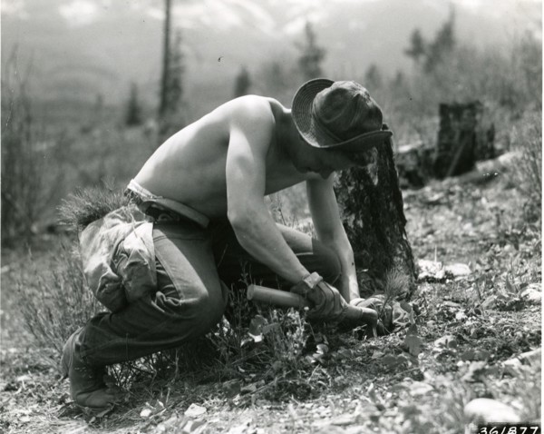 CCC-Reforestry