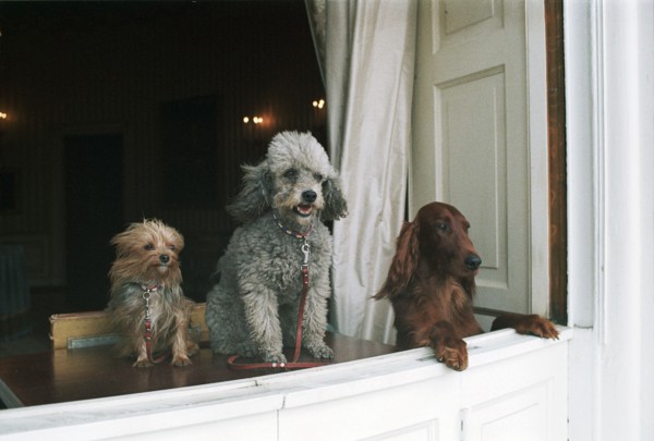 Presidential Pets.